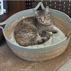 Lost Female Cat last seen Central & Victoria near Alcott Elementary, Riverside, CA 92506