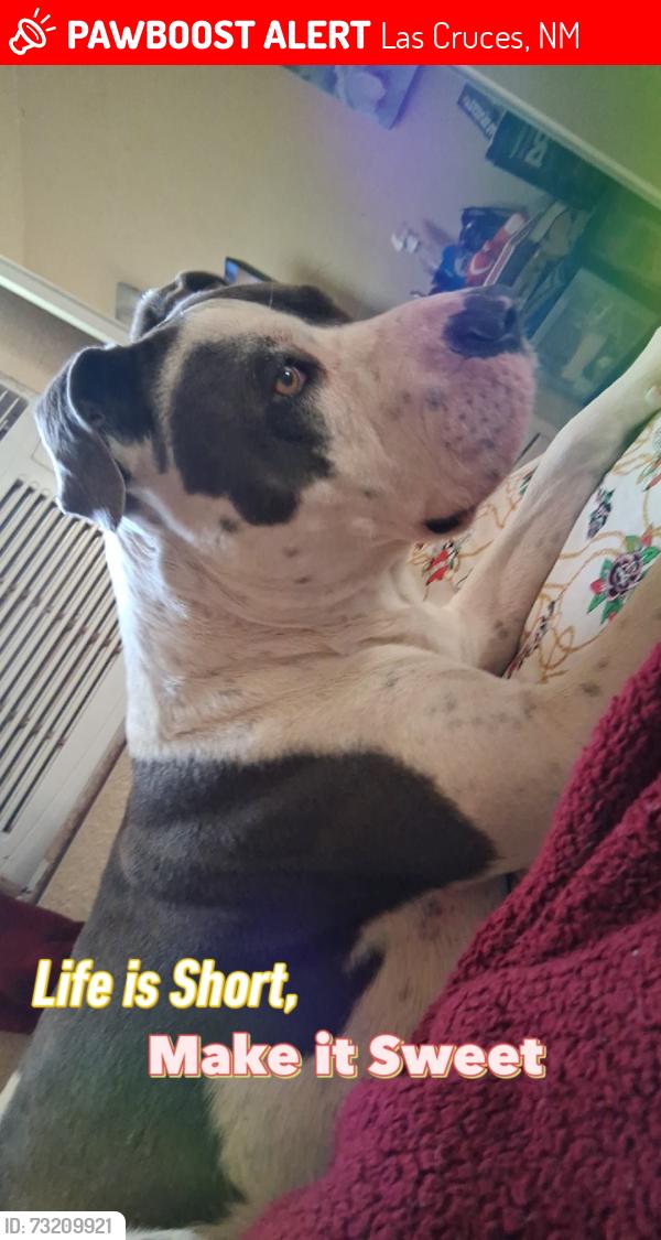 Lost Female Dog last seen Near e Madrid, Las Cruces, NM 88001