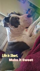 Lost Female Dog last seen Near e Madrid, Las Cruces, NM 88001