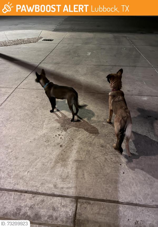 Found/Stray Unknown Dog last seen Kokomo street, Lubbock, TX 79407