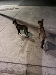 Found/Stray Unknown Dog last seen Kokomo street, Lubbock, TX 79407
