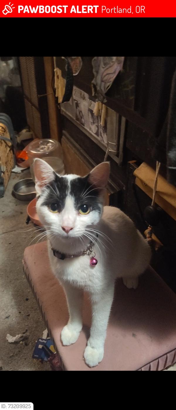 Lost Female Cat last seen 103rd ave & SE Clinton St, Portland, OR 97266