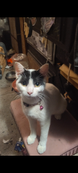Lost Female Cat last seen 103rd ave & SE Clinton St, Portland, OR 97266