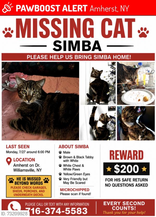 Lost Male Cat last seen Bellingham and ridge, Amherst, NY 14221