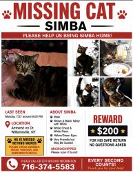 Lost Male Cat last seen Bellingham and ridge, Amherst, NY 14221