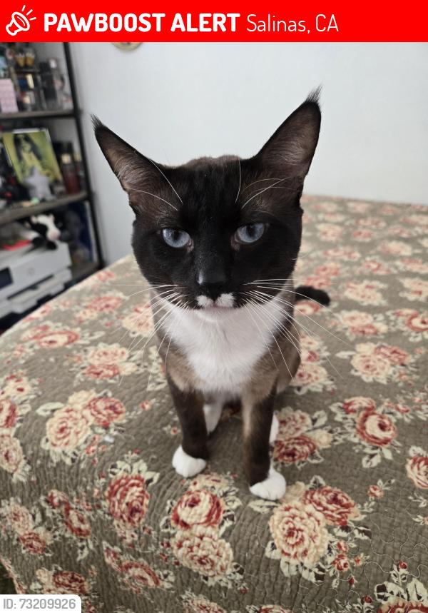 Lost Male Cat last seen Market St Salinas CA, Salinas, CA 93905
