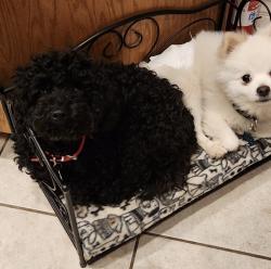 Reunited Female Dog last seen Grizzly Burgers, Acton, Acton, CA 93510