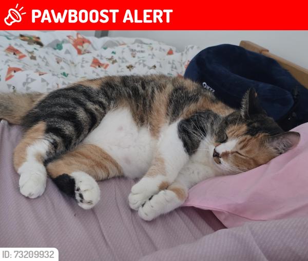 Lost Female Cat last seen Anjung 10, Iskandar Puteri, Johor Darul Ta'zim 79100