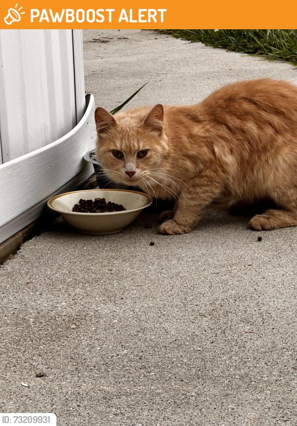 Found/Stray Male Cat last seen Riverside ests Trailer Park, Buchanan MI, Buchanan Township, MI 49107