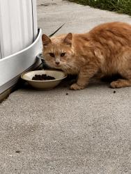 Found/Stray Male Cat last seen Riverside ests Trailer Park, Buchanan MI, Buchanan Township, MI 49107