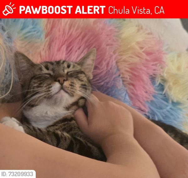 Lost Female Cat last seen Lane and Saddleback, Chula Vista, CA 91914