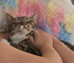 Lost Female Cat last seen Lane and Saddleback, Chula Vista, CA 91914