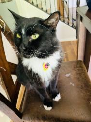Lost Male Cat last seen Black and white, Boise, ID 83709