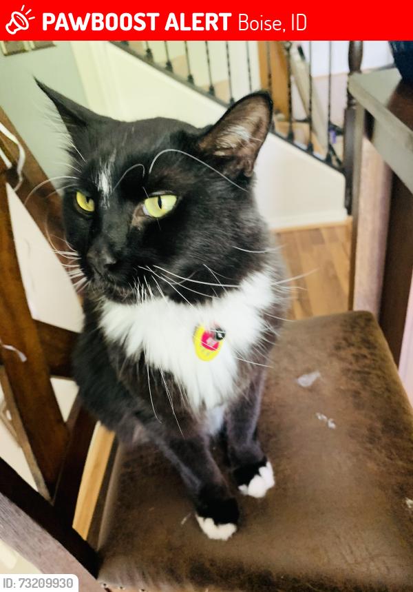 Lost Male Cat last seen Black and white, Boise, ID 83709
