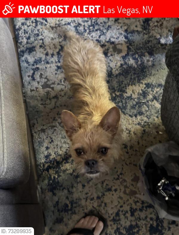 Lost Male Dog last seen Charleston st & Fremont, Las Vegas, NV 89146