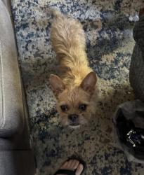 Lost Male Dog last seen Charleston st & Fremont, Las Vegas, NV 89146