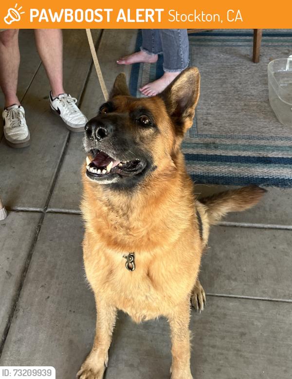 Found/Stray Female Dog last seen Cherokee, Stockton, CA 95215