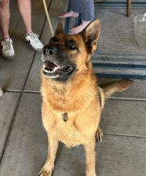 Found/Stray Female Dog last seen Cherokee, Stockton, CA 95215