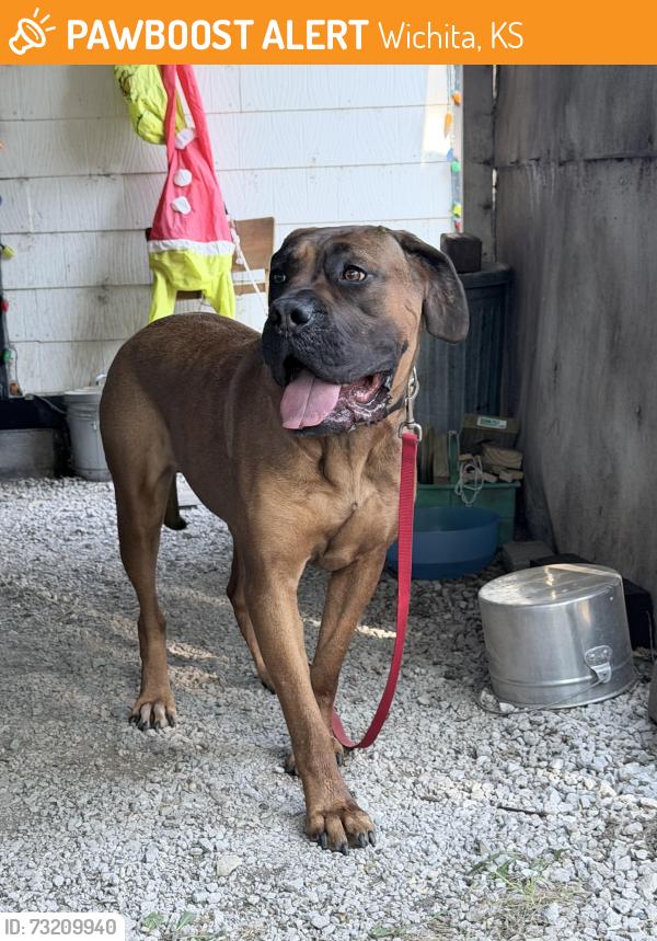 Found/Stray Female Dog last seen Kellogg and Broadway, Wichita, KS 67202