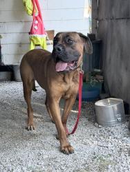 Found/Stray Female Dog last seen Kellogg and Broadway, Wichita, KS 67202