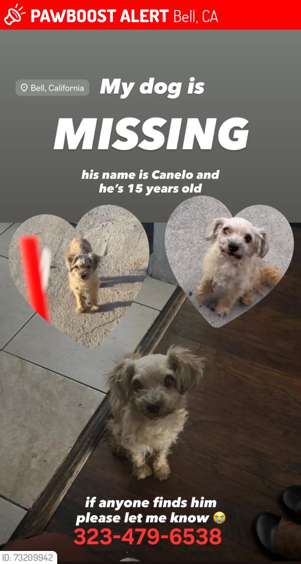 Lost Male Dog last seen Randolph and otis, Bell, CA 90201