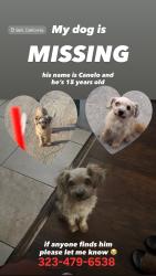 Lost Male Dog last seen Randolph and otis, Bell, CA 90201