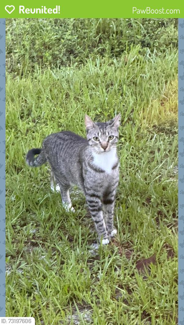 Reunited Male Cat last seen 2nd Ave Ne. Naples, Fl 34120, Naples, FL 34120