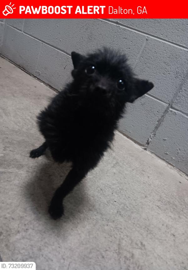 Lost Male Dog last seen Salvation Army, Tremmell Rd / Thorton Avenue - Dalton, Georgia, Dalton, GA 30720