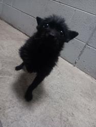 Lost Male Dog last seen Salvation Army, Tremmell Rd / Thorton Avenue - Dalton, Georgia, Dalton, GA 30720