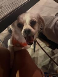 Found/Stray Male Dog last seen Pollo loco long beach blvd y willow, Long Beach, CA 90806