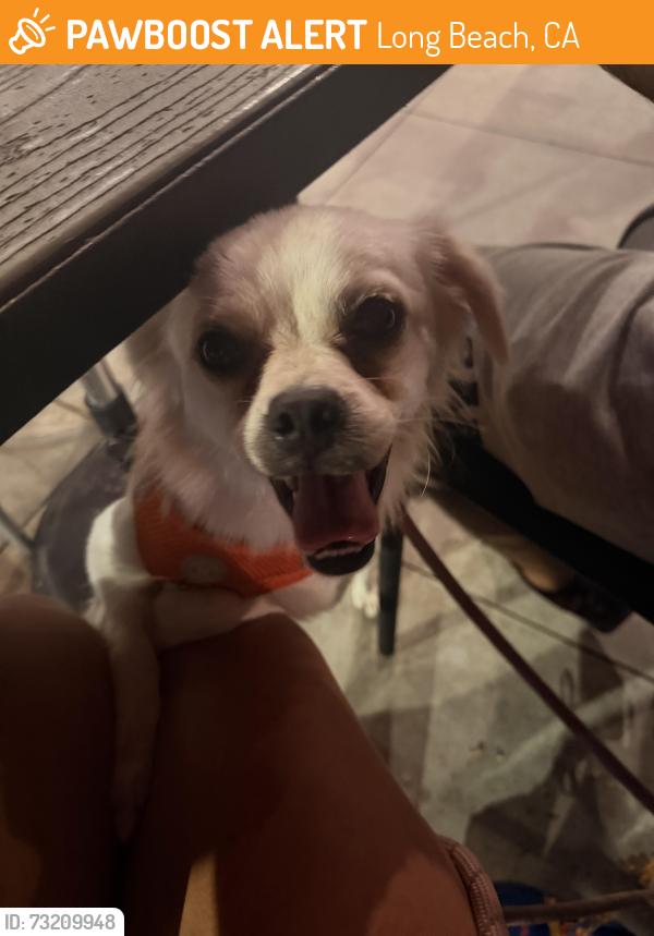 Found/Stray Male Dog last seen Pollo loco long beach blvd y willow, Long Beach, CA 90806