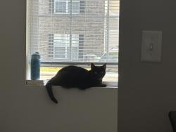 Reunited Female Cat last seen N Memorial St near flts on Memorial apmts, Lancaster, OH 43130