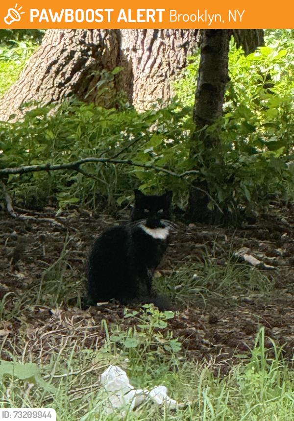 Found/Stray Unknown Cat last seen Sunnyside Ave/ sunnyside ct, Brooklyn, NY 11207