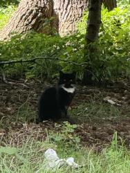 Found/Stray Unknown Cat last seen Sunnyside Ave/ sunnyside ct, Brooklyn, NY 11207