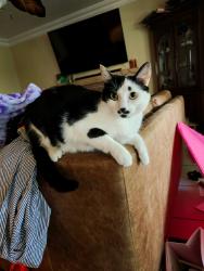 Lost Male Cat last seen E La Verne & Los Flores St., Pomona, CA 91767