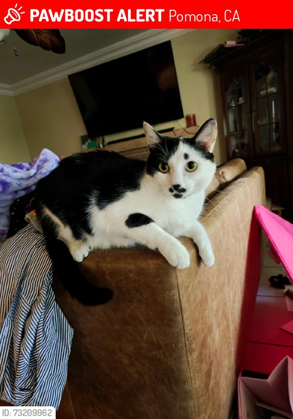 Lost Male Cat last seen E La Verne & Los Flores St., Pomona, CA 91767