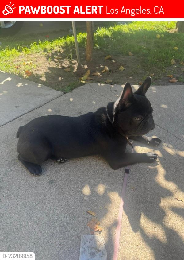 Lost Female Dog last seen Hoover 55th St, Los Angeles, CA 90037