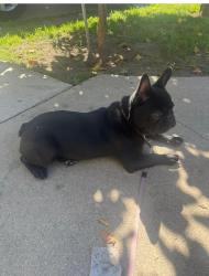 Lost Female Dog last seen Hoover 55th St, Los Angeles, CA 90037