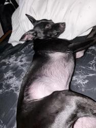 Reunited Male Dog last seen Near ohio ave Long Beach Ca, Long Beach, CA 90814