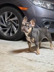 Reunited Female Dog last seen Near sweet gum ct in Durham, Durham, NC 27703