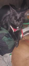 Lost Female Cat last seen Paris road and brow station, Columbia, MO 65202