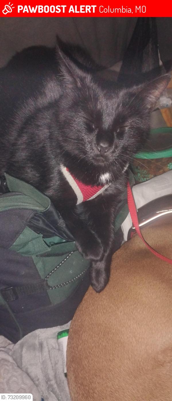 Lost Female Cat last seen Paris road and brow station, Columbia, MO 65202
