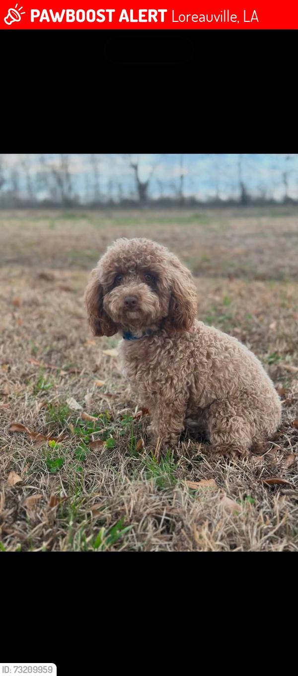 Lost Male Dog last seen Wallet Road, Ed Broussard Road and Gaspard Heating and Cooking, Loreauville, LA 70552