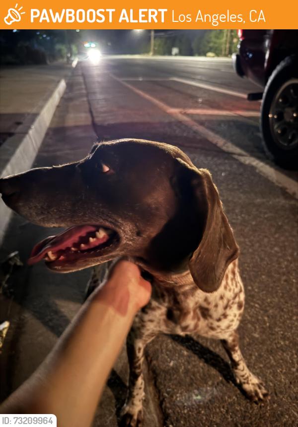 Found/Stray Female Dog last seen Angeles national golf course, Los Angeles, CA 91040