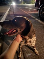 Found/Stray Female Dog last seen Angeles national golf course, Los Angeles, CA 91040