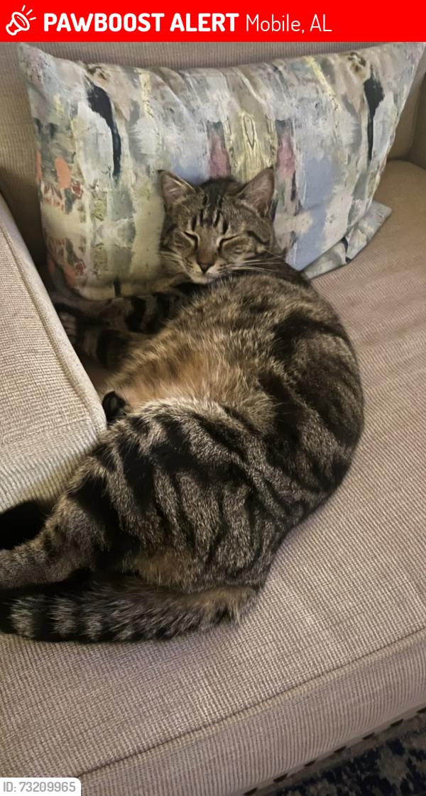 Lost Male Cat last seen Dauphin and McGregor Roundabout, Mobile, AL 36608