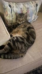 Lost Male Cat last seen Dauphin and McGregor Roundabout, Mobile, AL 36608