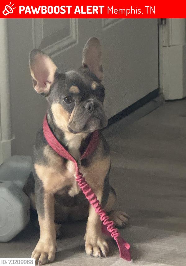 Lost Female Dog last seen Crestridge, Memphis, TN 38119