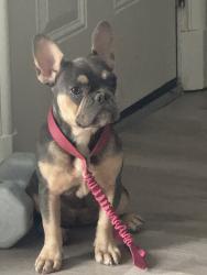 Lost Female Dog last seen Crestridge, Memphis, TN 38119