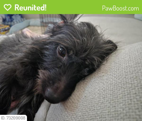Reunited Male Dog last seen Lake mead and Rainbow, Las Vegas, NV 89108